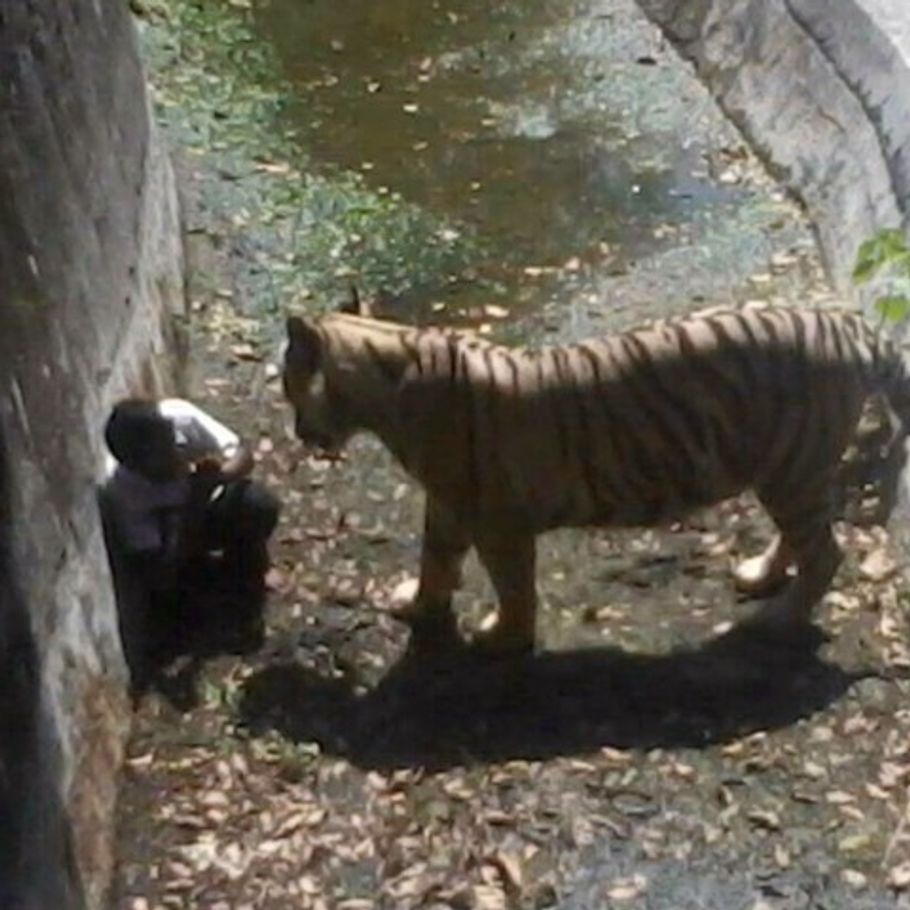 Ung mand dræbt af tiger i zoo billede
