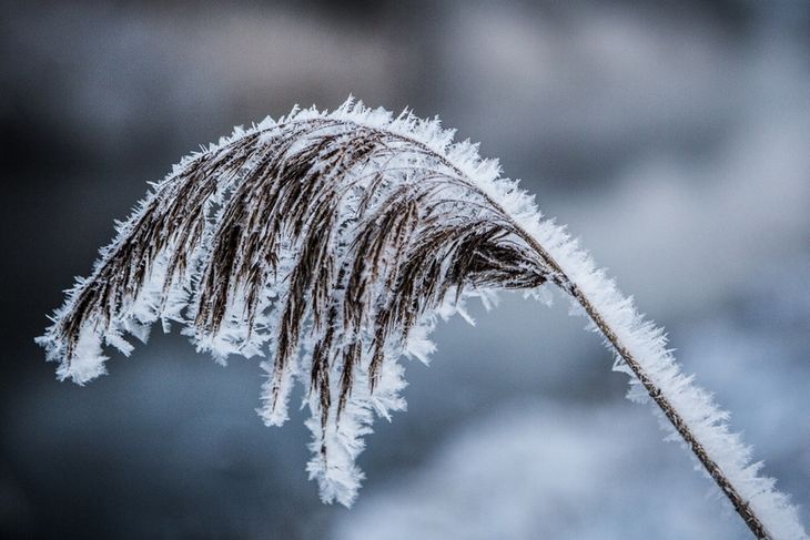 Frosten kan være irriterende for mange, mens andre nyder, hvordan naturen ændrer sig. (Foto: Simon Fals)