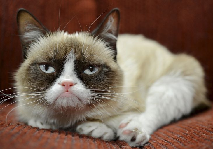 Billeder som det her gjorde 'Grumpy Cat' berømt i sin tid.