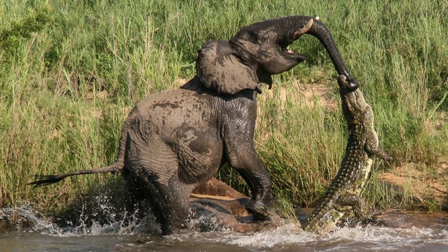 Elefanten kastede krokodillen rundt som var den et stykke legetøj, fortæller den amerikanske turist, der tog dette billede. (Foto: All Over Press).