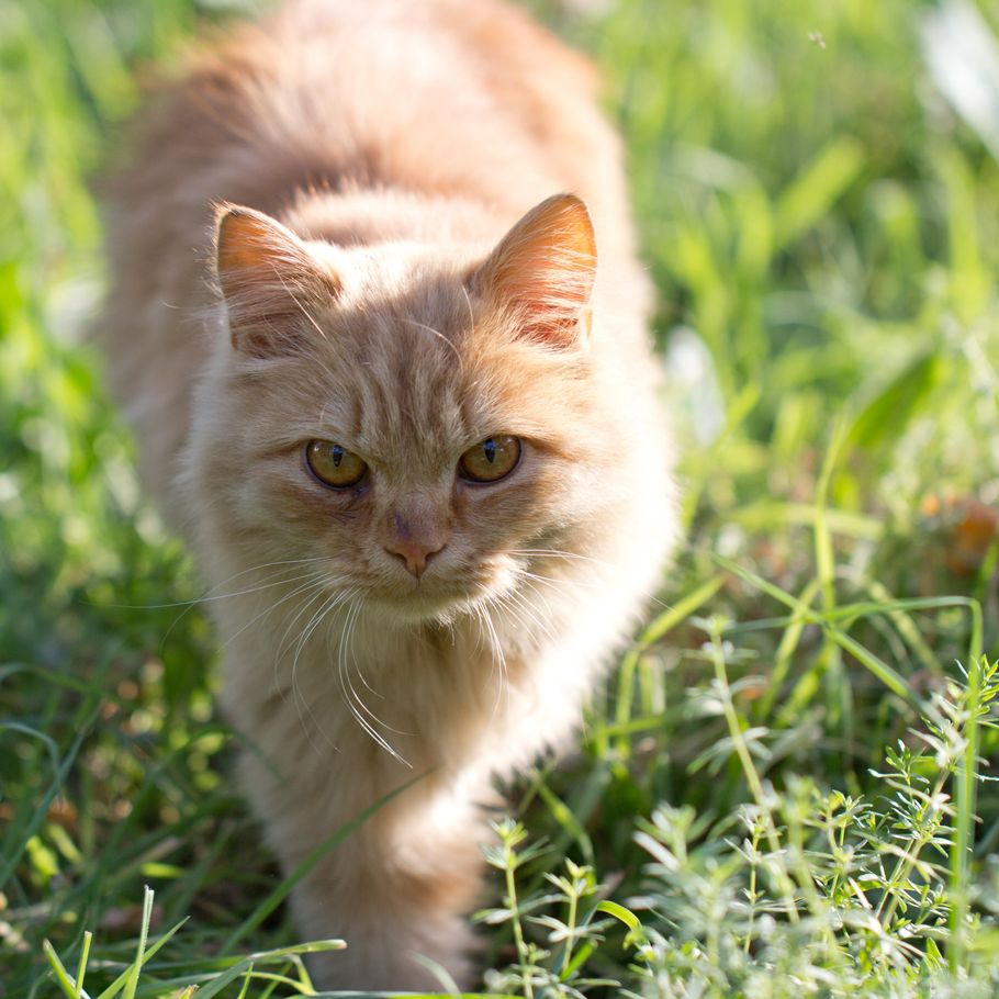 Ledsager kim tegnebog Hvordan holder du katte væk fra haven? – Ekstra Bladet