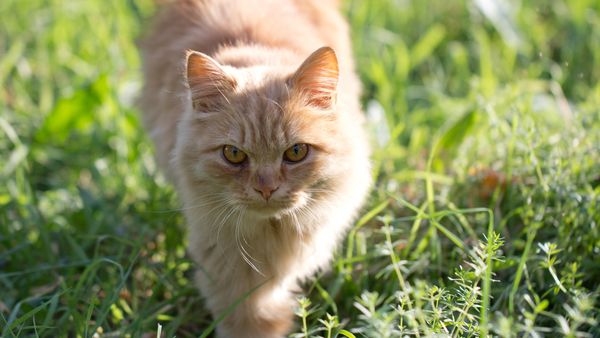 Snavset Endelig Chaiselong Hvordan holder du katte væk fra haven? – Ekstra Bladet