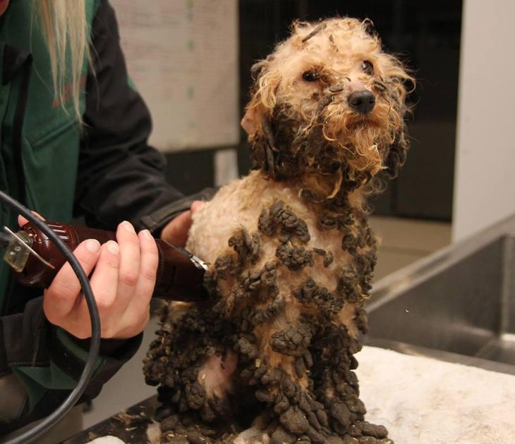 Pelsen på alle hundene kunne ikke reddes, og derfor er de blevet trimmet (Foto: Dyrenes Beskyttelse)
