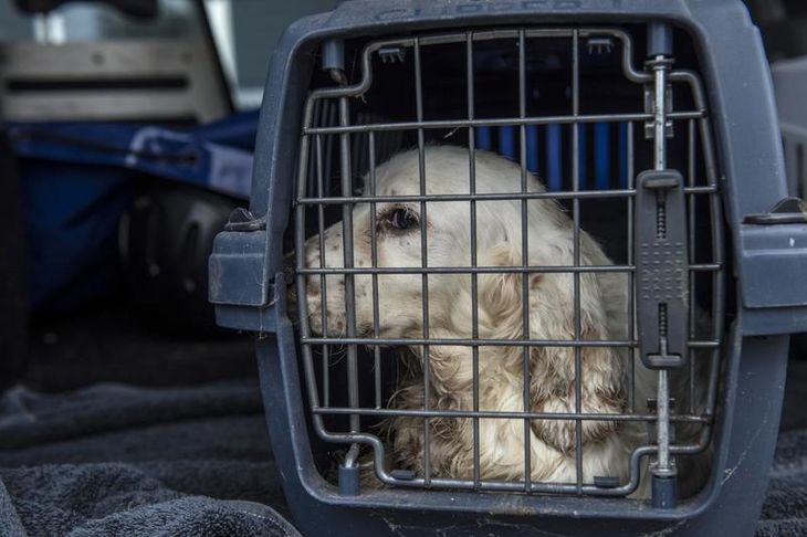 Det er lykkedes at redde 11 hunde, som nu er i en form for isolation på internatet. Det skal de være i 14 dage. Foto: Per Rasmussen