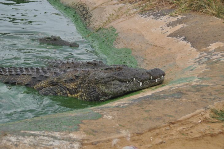 Med sin længde på fem meter bliver Sobek den største krokodille i Danmark, når han efter planen ankommer til Falster 29. maj. (Foto: René Hedegaard)