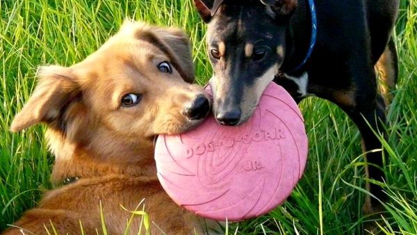 Hunde-kærlighed: Ny slags Tinder til firbenede – Ekstra Bladet