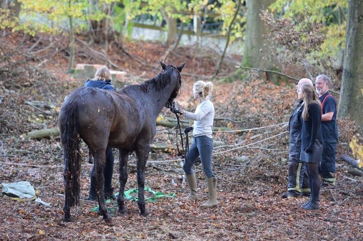Hesten var kold, våd og udmattet, men den 19-årige hest klarede skærene. (Foto: Kennet Meyer)