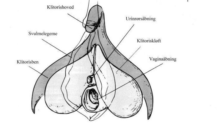 Klitoris er meget mere end den lille knop. (Tegning fra 'Kundskabens frugt' af Liv Strömquist)