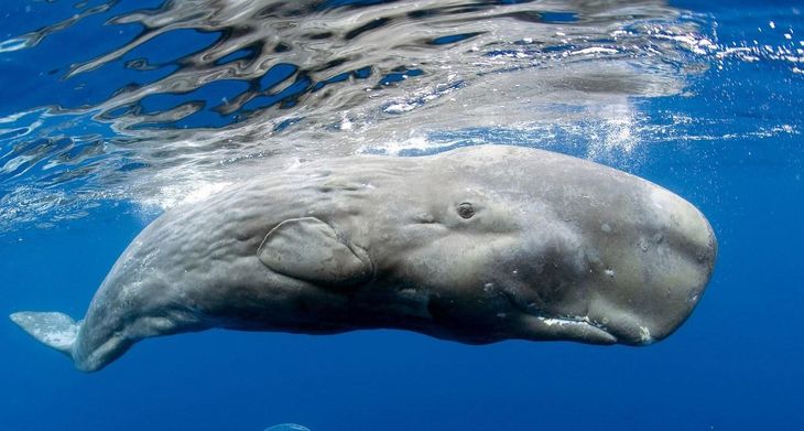 Det er i Kaskelotternes næse, at det hele foregår. Her sidder den naturlige sonar og udsender de kraftigste lyde i hele dyreriget. (Foto: Day Donaldson/flickr)