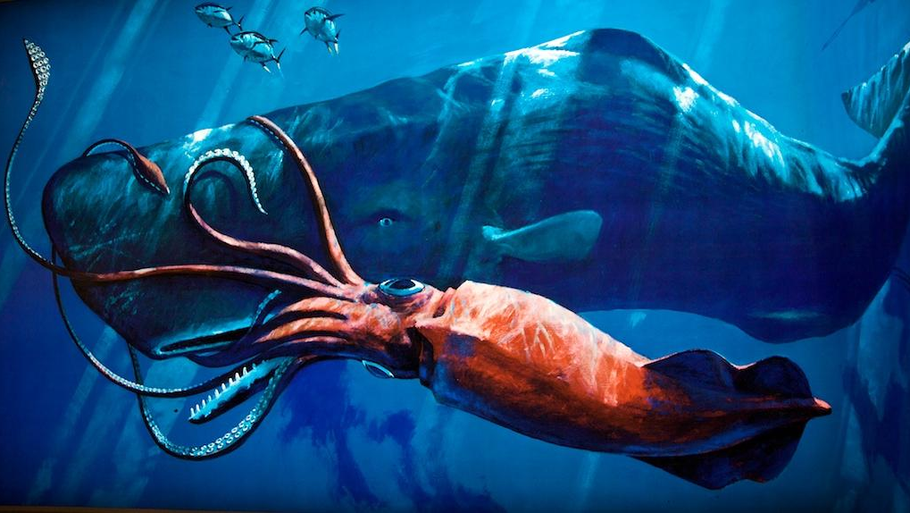 Havets største rovdyr er ofte fundet strandet med ar efter sugekopper fra kæmpeblæksprutter på 5-600 kg. (Illustration: Ed T/flickr)