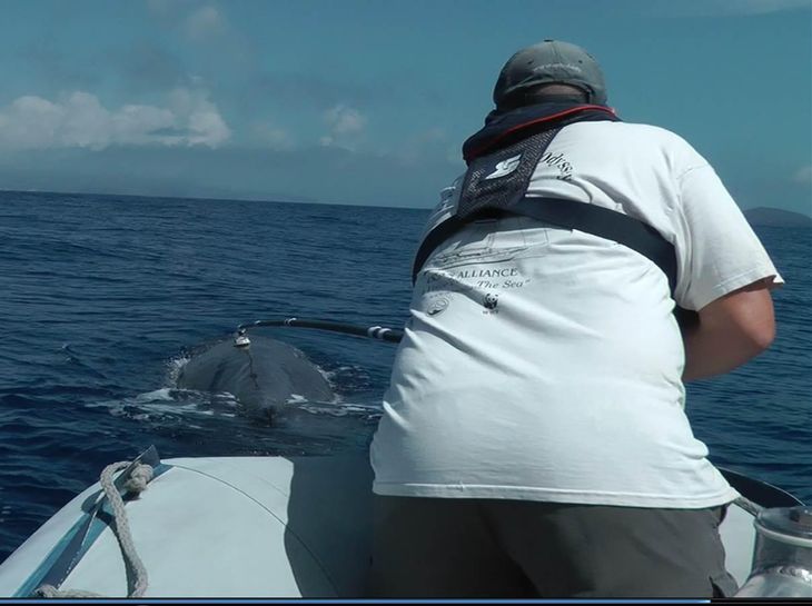 For at undersøge hvalernes adfærd og lyde sætter forskerne måleudstyr på de store dyr. Her er det Peter Teglberg Madsen, der sætter en sugekop på en kaskelot. (Foto: Chris Johnson)