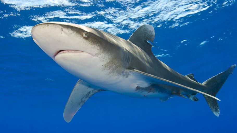 Ifølge de lokale myndigheder har også guiden mistet en legemsdel. Arkivfoto af en oceanisk hvidtippet haj: Alex Mustard/Ritzau Scanpix