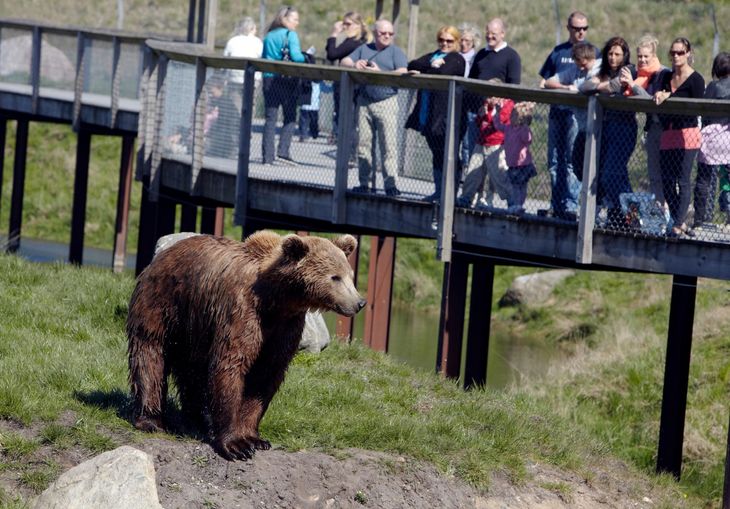 Det er en stor oplevelse for store og små at komme tæt på bjørnene i det danske landskab. Foto: Polfoto