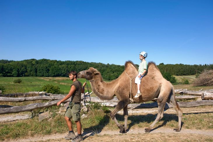 Det er ikke hver dag, man ser kameler på græsmarker, men flot ser de ud i Mols' smukke landskab i Ree Park - Ebeltoft Safari. Foto: Kim Vadskær