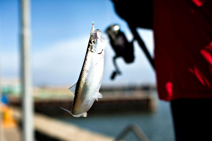 Det er nemt at få noget på krogen, hvis man fisker i Hvide Sande. Foto: Ringkøbing Fjord Turisme