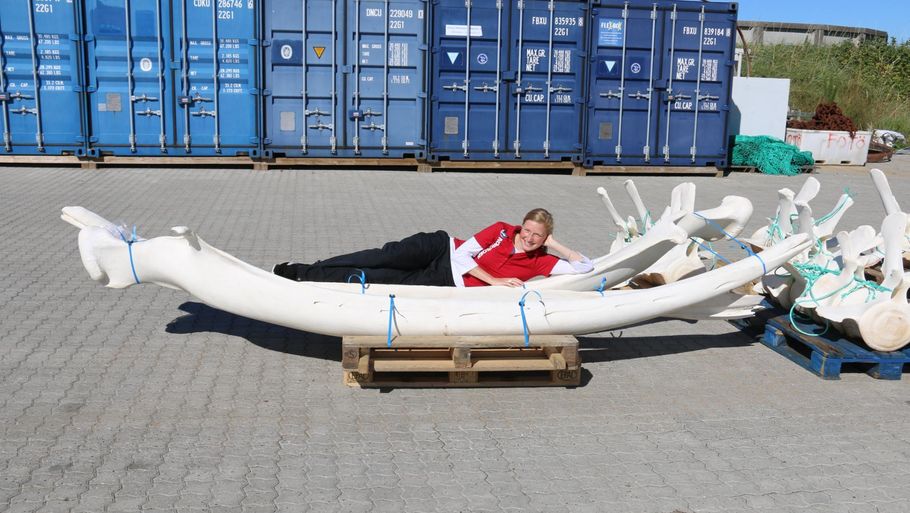 Hvalbiolog Kristina Ydesen ligger her ved en del af skelettet. Foto: Nordsøen Oceanarium.