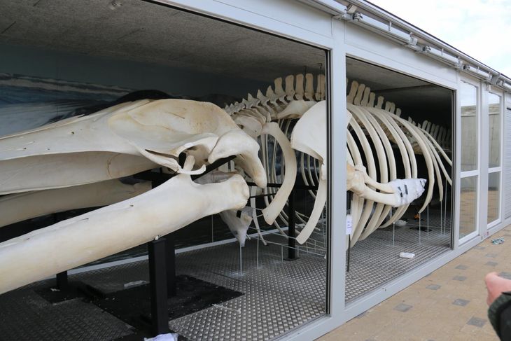 Skelettet inde i den mobile montre. Foto: Nordsøen Oceanarium