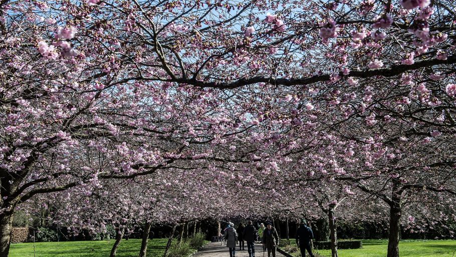 Kirsebærtræerne på Bispebjerg Kirkegård i København er begyndt at springe ud. Det må være et tegn på forår. Arkivfoto: Mogens Flindt