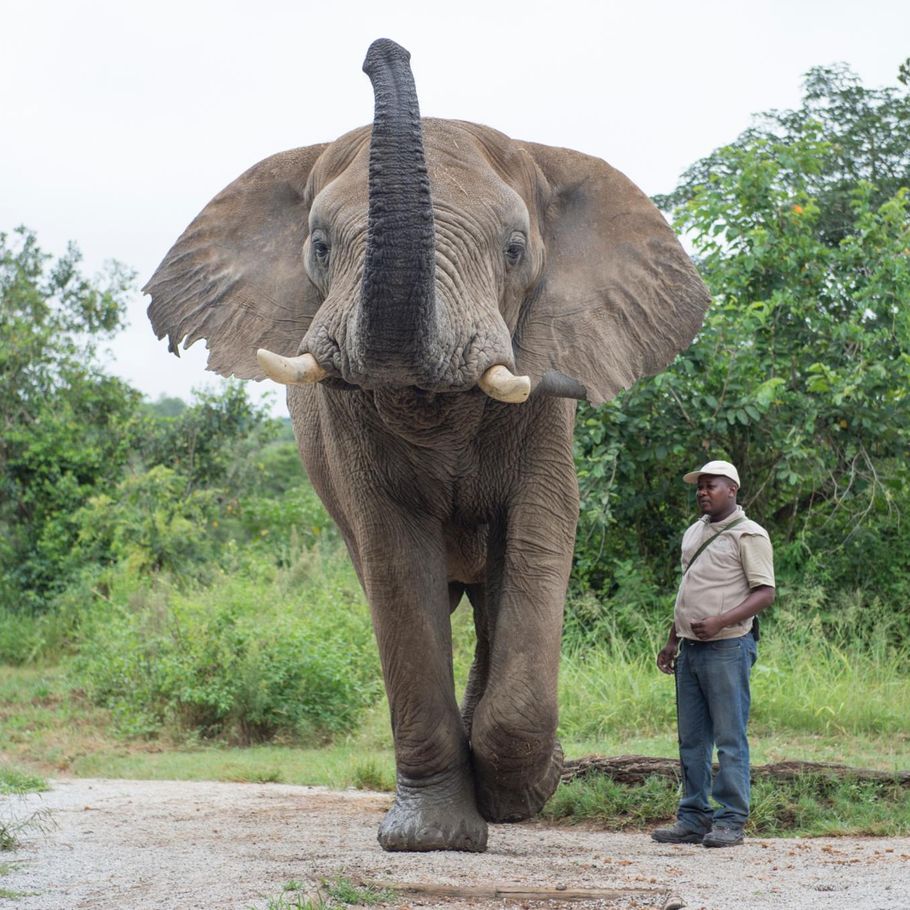 Pas hvad du siger: Elefanter bevidste om deres egen krop – Ekstra