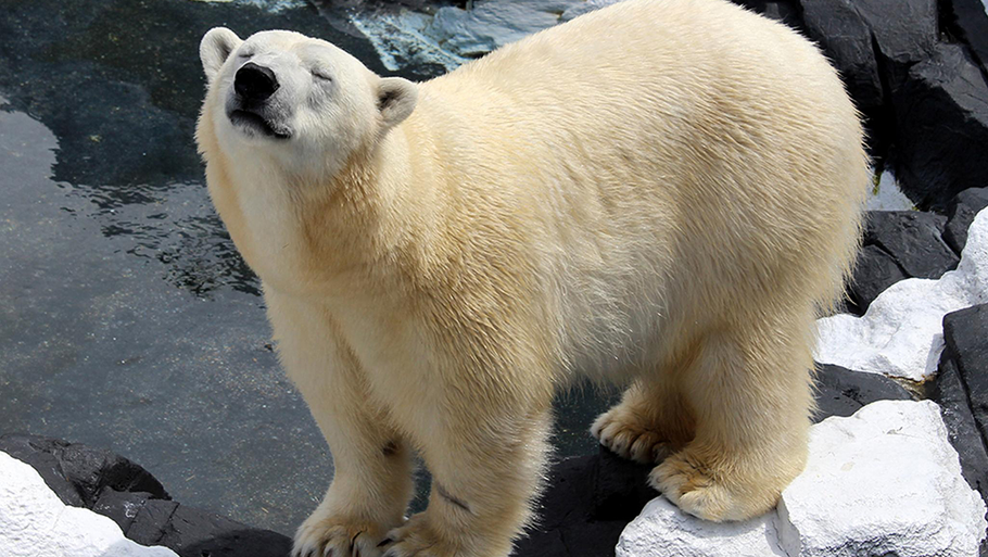 Her ses den ensomme isbjørn Szenja, der angiveligt er død af sorg efter at være blevet adskilt fra sin ledsager gennem 20 år, isbjørnen Snowflake. (Foto: AP)