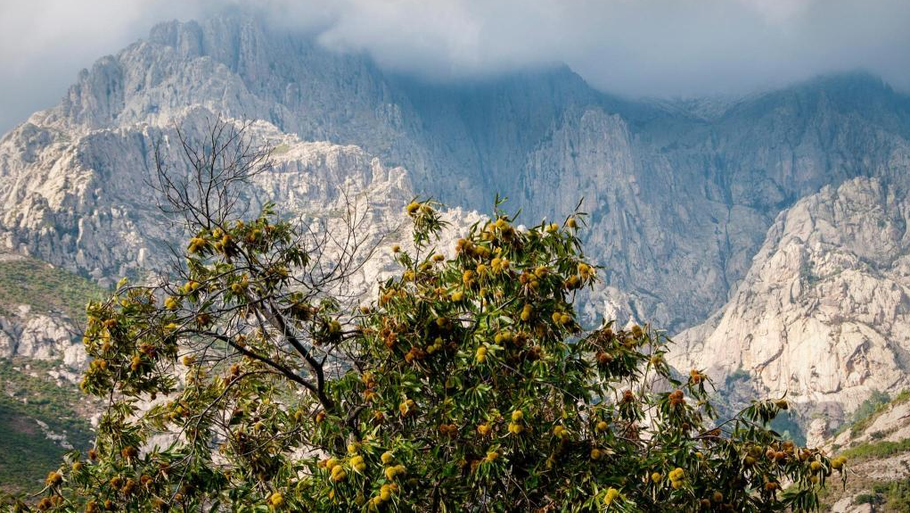 Kastanjeskoven glimter som guld og kobber i efterårssolen, mens Korsikas bjerge troner i baggrunden. Foto: Getty Images