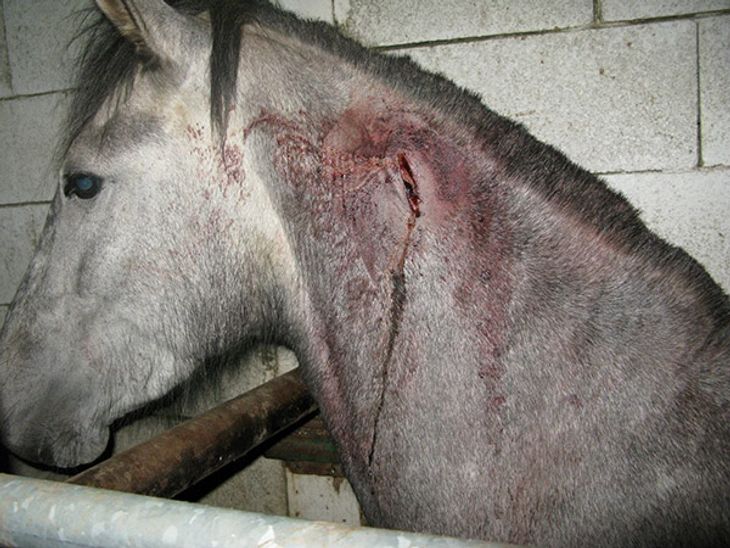 Det er skræmmende billeder af mishandlede heste, efterforskerne har kunnet vise frem. Foto: Europol