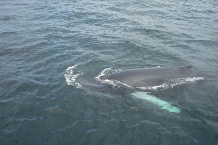 En hvalsafari er en stor oplevelse, når en af havets kæmper pludselig dukker op ved siden af båden. Foto: Laura Kjestrup Nielsen