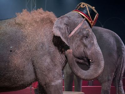 Vidste du det? er livet for en cirkuselefant – Ekstra Bladet