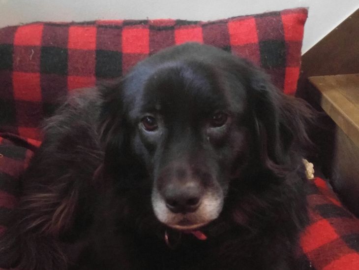 I skrivende stund kan man bo gratis i huset ovenover, hvis man vil passe denne hund, Coco, mens den canadiske familie er i Australien i julen. Foto: TrustedHousesitters/Privat