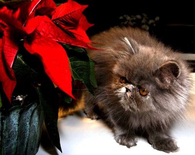 Fremskridt instinkt skrivning Pas på! Julen er farlig for dit kæledyr – Ekstra Bladet