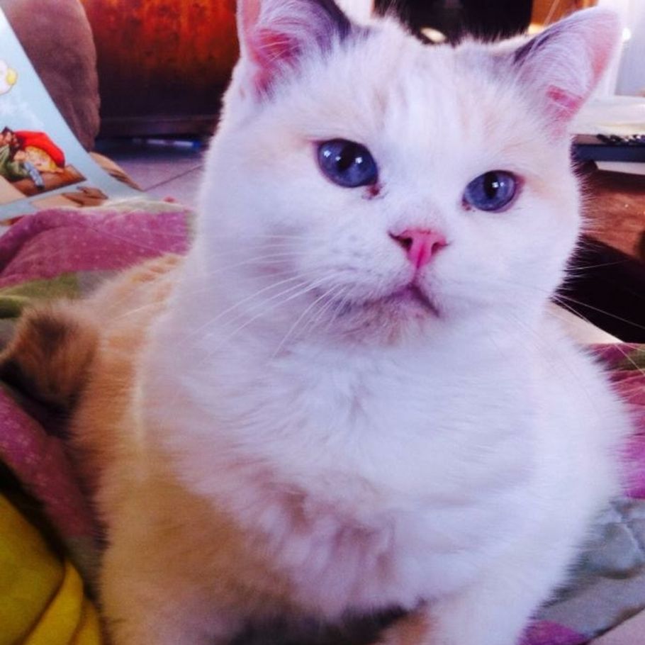 Mirakel-kat fylder 25 år: Spiser rejer og sover timer i døgnet – Ekstra
