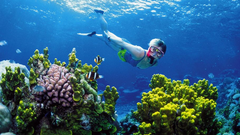 Great Barrier Reef er ved at dø. Nu skal ny metode afhjælpe problemet. Foto: AP