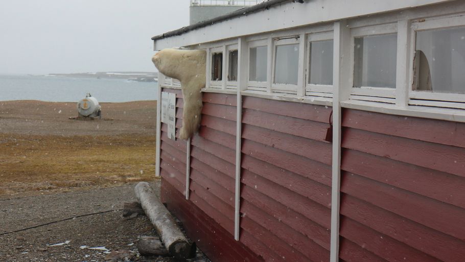 Her ses isbjørnen hænge ud af vinduet, mens den spejder mod vandet. Foto: Malin Stark