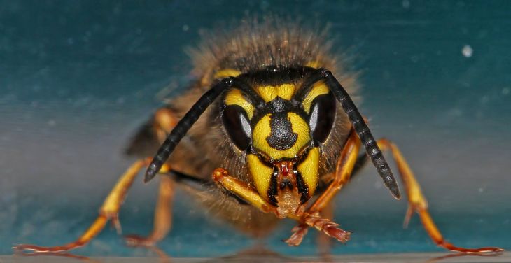 En gedehams, som mange kalder hveps, er for de færreste en kærkommen sommerven. Foto: Colourbox