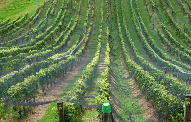 Her er det hvidvinsmarker i New Zealand, der er storproducenter af netop hvidvin. Foto: Pxhere.com