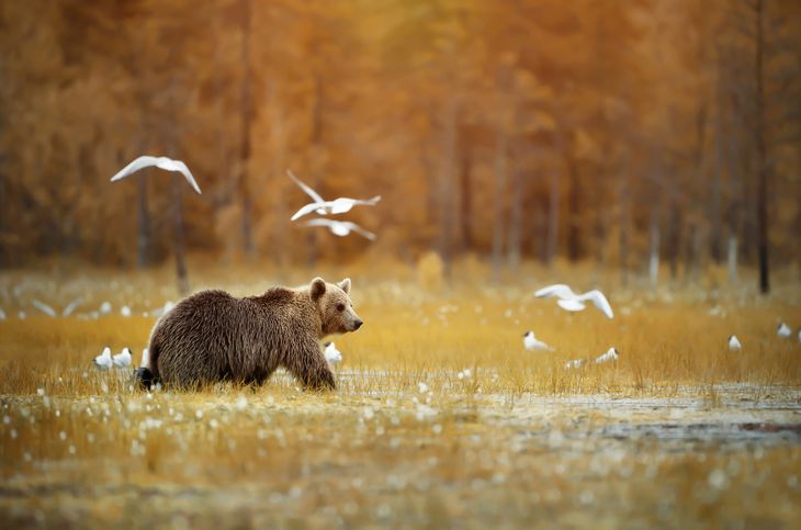 Her ses en brun grizzlybjørn i Finland. Foto: All Over Press