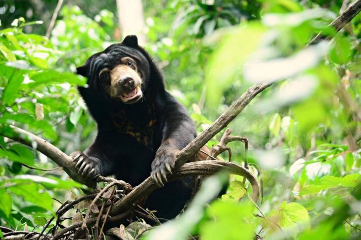 Det var en stor oplevelse at se de mange bjørne i reservatet - og sørgeligt at høre om deres skæbne. Foto: BSBCC