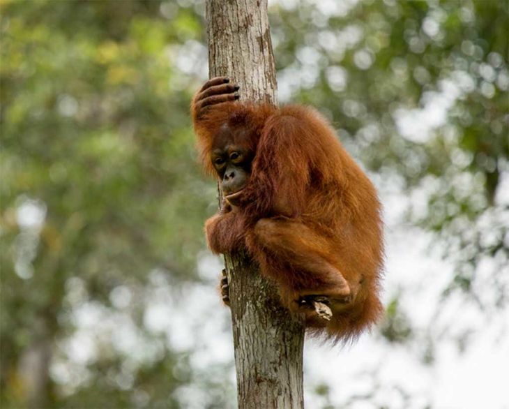 Orangutangerne lever i fare, fordi deres hjem fældes, og de indfanges som kæledyr. Foto: Red Orangutangen