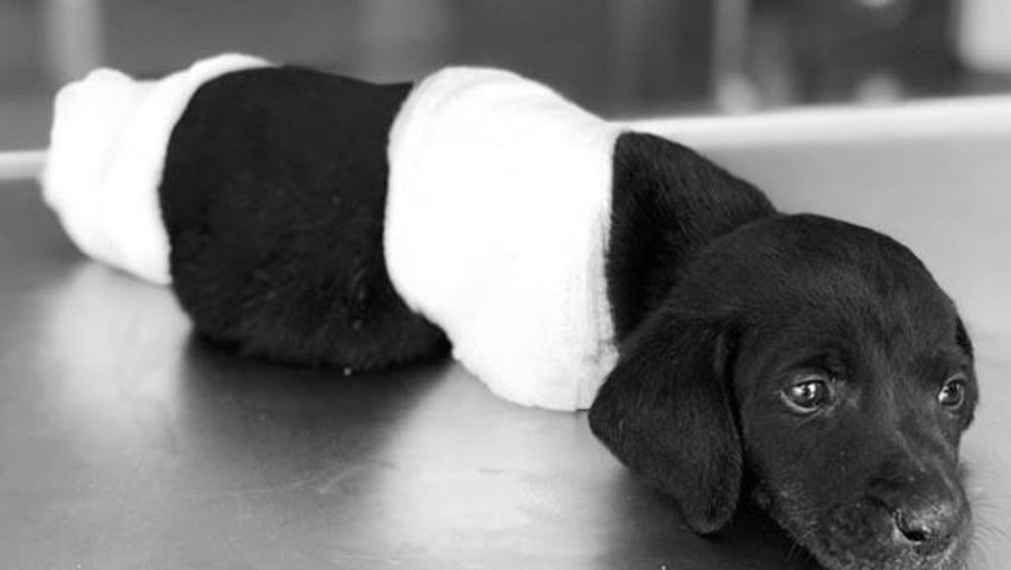 Her ses den lille hundehvalp hos dyrlægen, hvor den døde af sine kvæstelser efter to dages behandling. (Foto: sohaykodernegi)