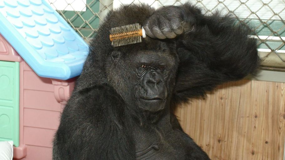 Koko børster her sit eget hår. (Foto: Koko & The Gorilla Foundation/Facebook )
