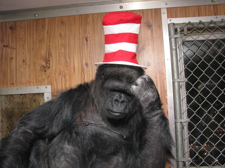 Koko sidder her med rød-hvid hat. (Foto: Koko & The Gorilla Foundation/Facebook) 