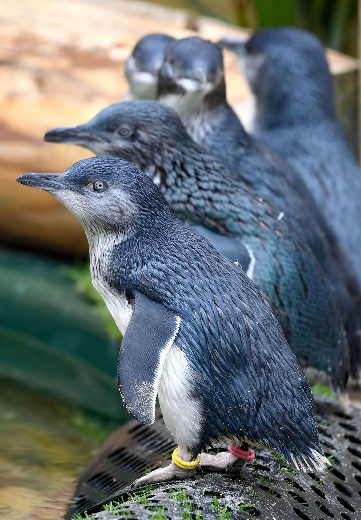 Pingviner på rad og række. (Foto: All Over Press)