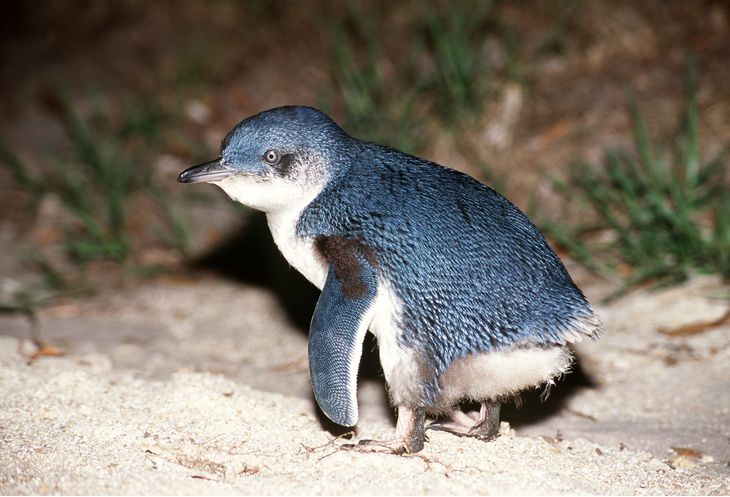 Her ses en af de små forsvarsløse pingviner i nærbillede. (Foto: All Over Press)