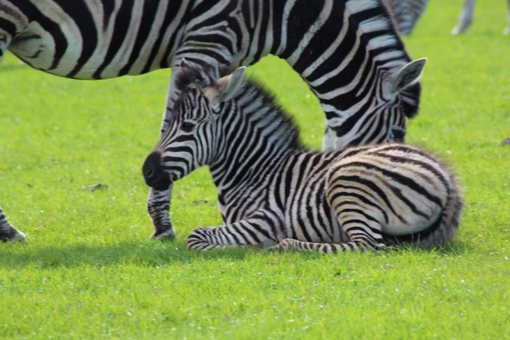 Her ses det zebraføl, som kom til verden i november. Foto: Knuthenborg Safaripark