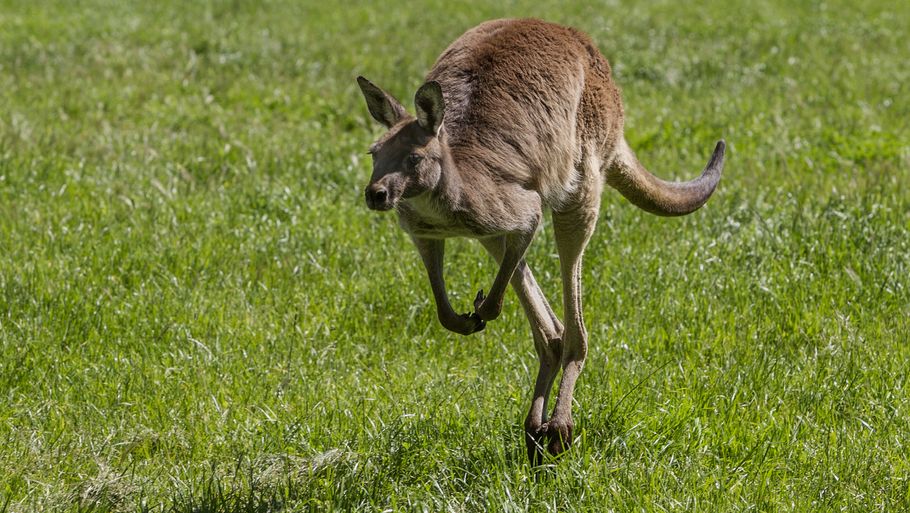 Kænguruen Lillehop er blevet Nordjyllands helt store udbryderkonge. Billedet er et arkivfoto, og ikke af selve den omtalte kænguru. Foto: Shutterstock