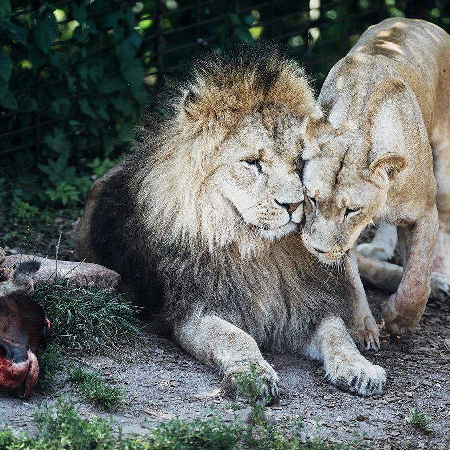 Mand kravlede til løverne i Odense Zoo: 'De gik helt amok' – Ekstra Bladet