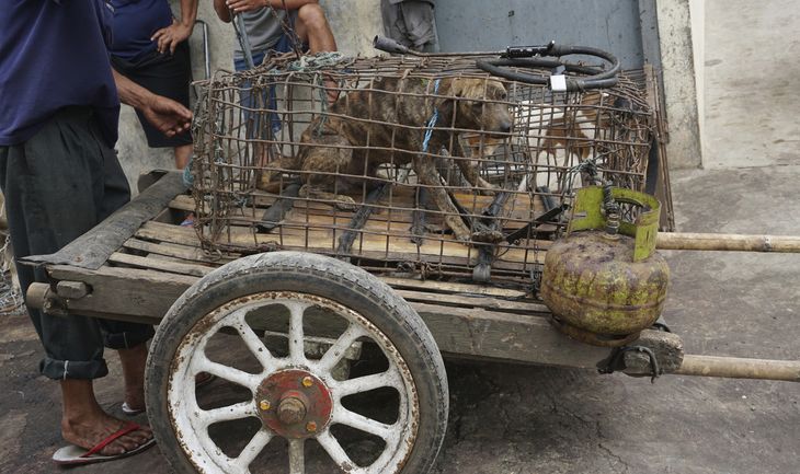 Her ses en udmagret hund, som er sat til salg på et marked i Langowan i Indonesien. Foto: AP