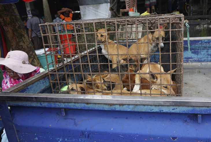 Her ses flere hunde fanget i et lille bur, mens de venter på at blive købt på et marked i Air Madidi i Indonesien. Foto: AP