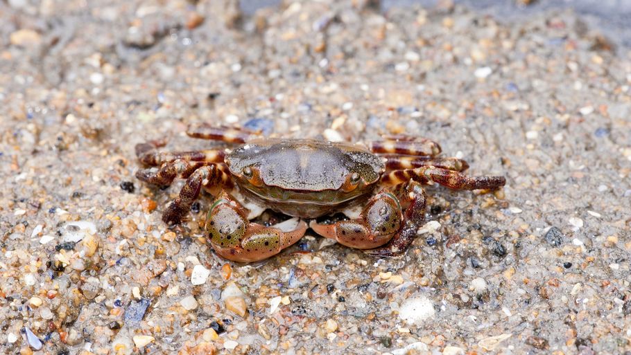 Flere invasive krabbearter har en større udbredelse i Danmark end hidtil antaget. Her ses den asiatiske strandkrabbe. Foto: Andrew J. Martinez/Titzau Scanpix