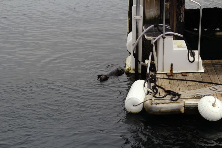 En havodder plaskede rundt i havnen, da vi skulle til at sejle af sted. Foto: Nanna C. Pedersen